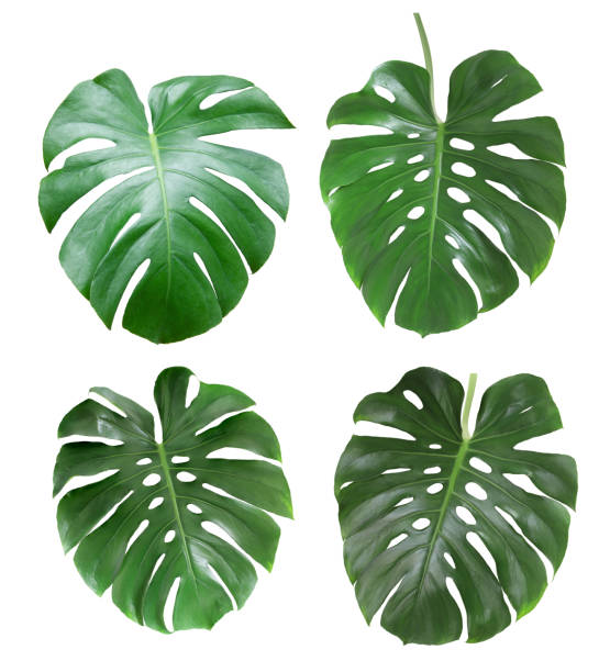 istock Green monstera leaf isolated on white background. 1485147897