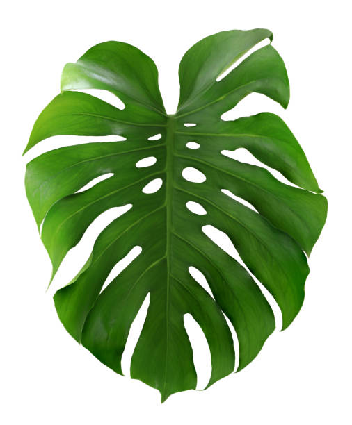 istock Green monstera leaf isolated on white background. 1485147915
