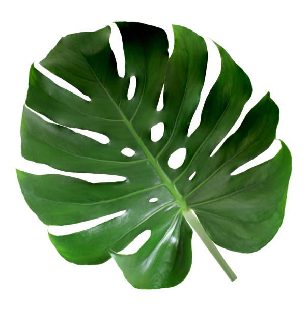 istock Green monstera leaf isolated on white background. 1485147922