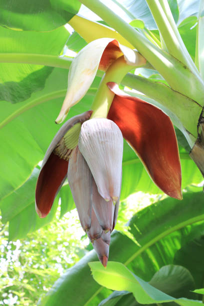 istock Banana blossom with young banana fruit on banana tree. . 1485147976