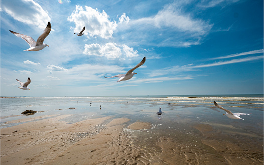 Seagull with ice cream in its beak on the sea backgrounds