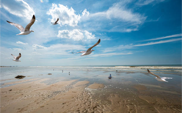 Herring gulls on the North Sea beach of Katwijk Herring gulls on the North Sea beach of Katwijk. These gulls mainly look for food in the surf of the North Sea view into land stock pictures, royalty-free photos & images