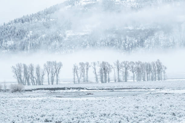 istock Springtime snow and fog in Lamar Valley in the Yellowstone Ecosystem 1485149761