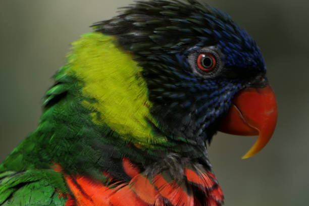istock Lorikeet, Butterfly Park, Catalonia 1485151247