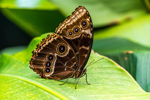 istock Large butterfly in Costa Rica 1485151930