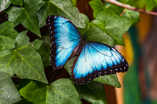 Bluebottle butterfly on tansy,Eifel,Germany.