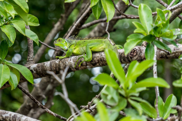 istock Green Iguana at River Tempisque Costa Rica 1485152017