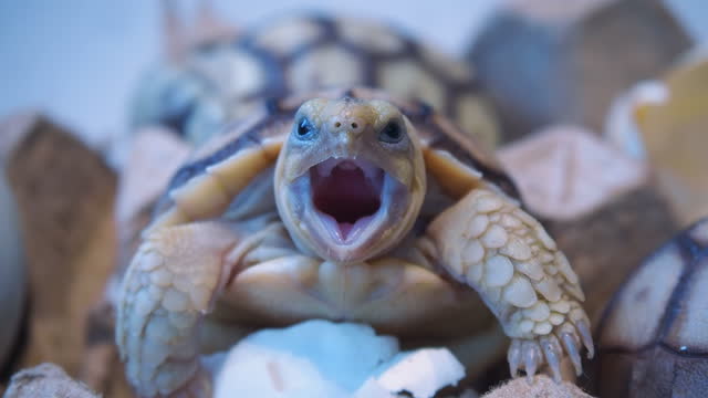 Turtle Yawn Slow Motion