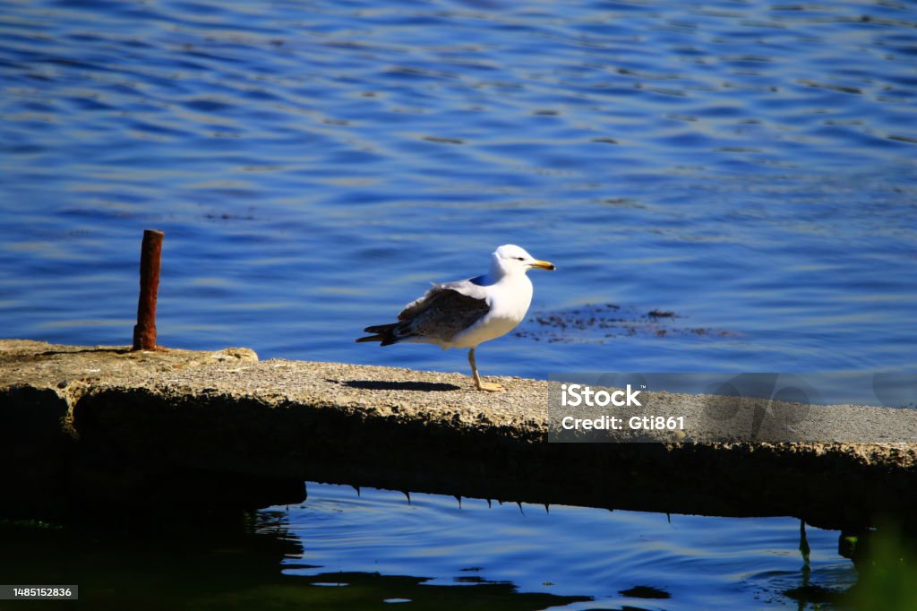 Standing Seagull Alone seagull waits on cement dock and checking the sea. Animal Stock Photo