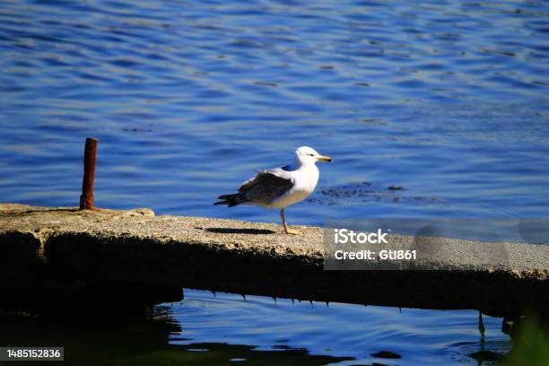 Standing Seagull Stock Photo - Download Image Now - Animal, Animal Body Part, Animal Digestive System