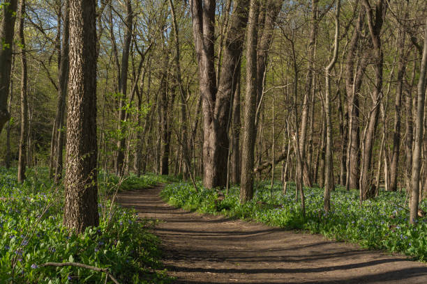 istock Spring time at Starved Rock State Park 1485152850