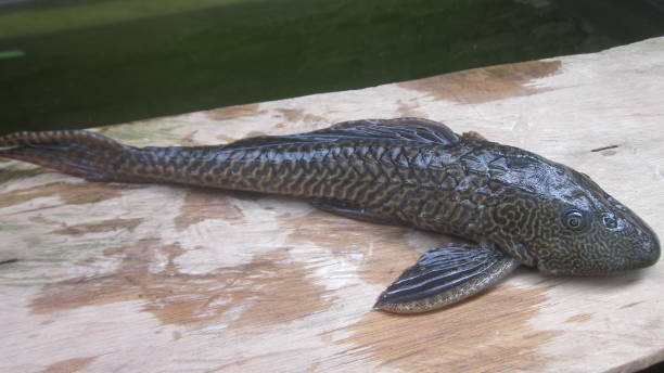 Plecostomus Fish Plecostomus Fish loricariidae stock pictures, royalty-free photos & images