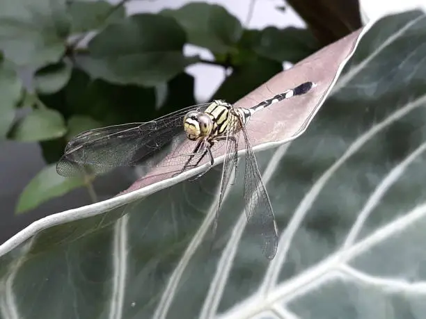 Green dragonflies are on plants