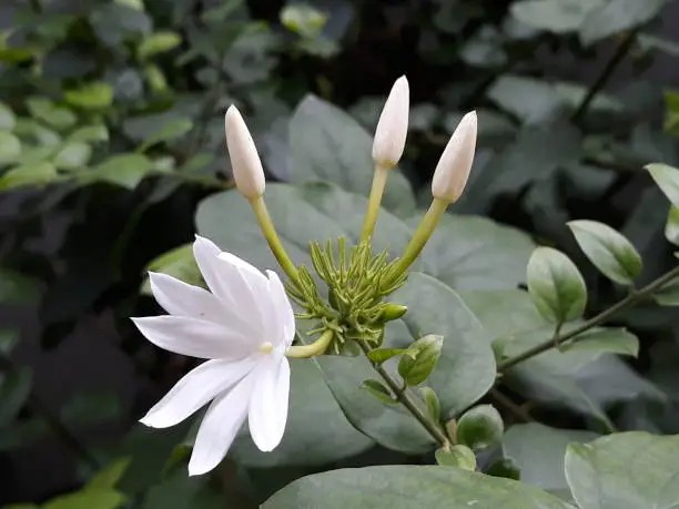 White Jasmine Flowers Blooming in the Garden