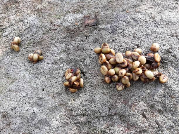 Coffee beans derived from mongoose animals. Luwak Coffee Ingredients