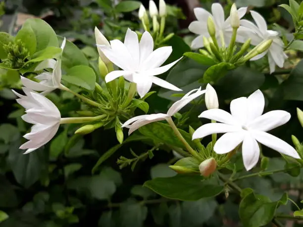 White Jasmine Flowers Blooming in the Garden