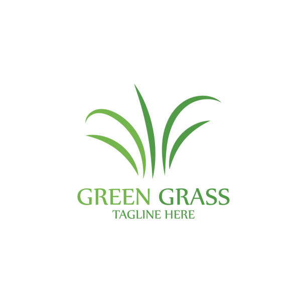шаблон дизайна логотипа натуральной травы - травинка stock illustrations