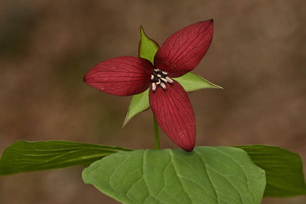 istock Purple trillium, late April 1485157602
