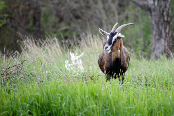 istock Sustainably Raised goat In Free-Range Husbandry 1485157939