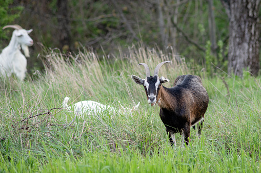 Domestic milk goat with long horns grazing on green farm pasture