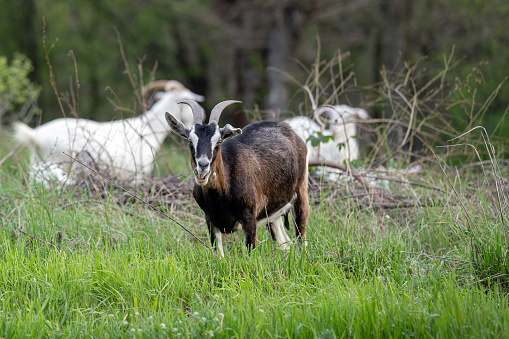 Domestic milk goats grazing on green farm pasture