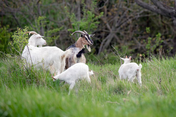 istock Sustainably Raised goats grazing In Free-Range Husbandry 1485157949