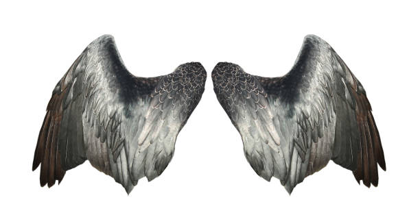 istock Bird wings isolated on white backround. 1485158995