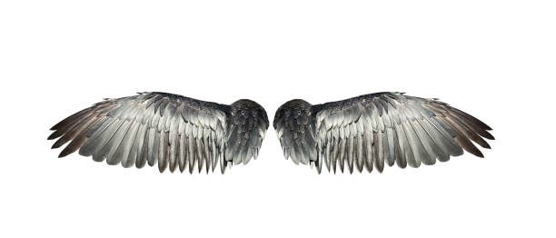 istock Bird wings isolated on white backround. 1485159001