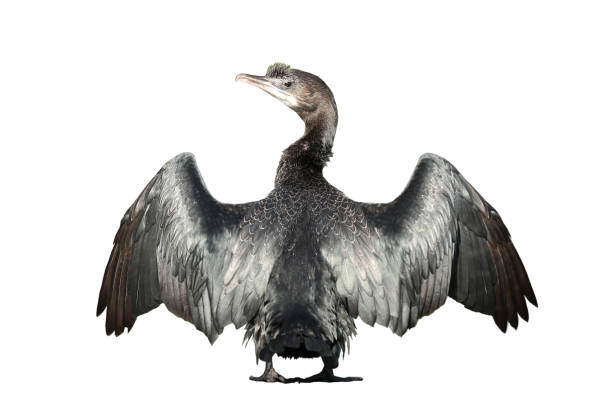 istock Little cormorant or Javanese cormorant spread wings isolated on white background. 1485159003