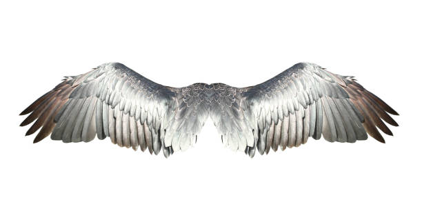 istock Bird wings isolated on white backround. 1485159057