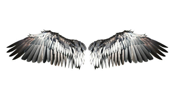 istock Bird wings isolated on white backround. 1485159065