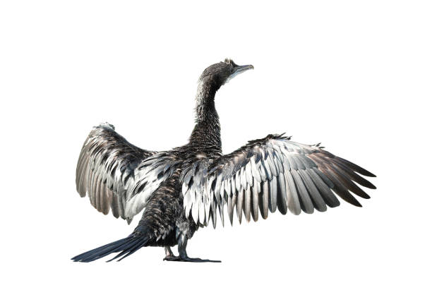istock Little cormorant or Javanese cormorant spread wings isolated on white background 1485159067