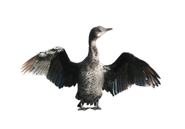 istock Little cormorant or Javanese cormorant spread wings isolated on white background. 1485159093