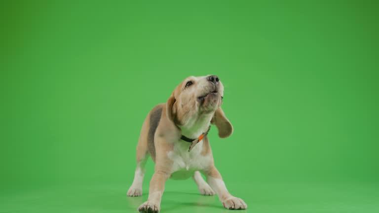 Brown And White Beagle Dog Barking, Waving Tail On Green Background