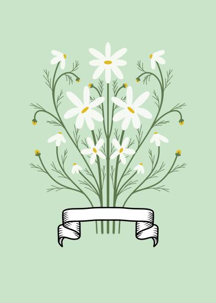 symetryczny bukiet stokrotek z liśćmi i pąkami oraz wstążką heraldyczną u dołu, na jasnozielonym tle - herb chamomile flower arrangement flower stock illustrations