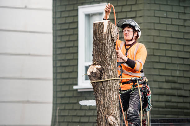 istock Young man climbing and cutting the tree in urban back yard 1485160840