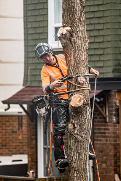 istock Young man climbing and cutting the tree in urban back yard 1485160842