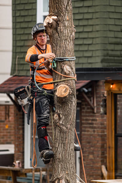 istock Young man climbing and cutting the tree in urban back yard 1485160897