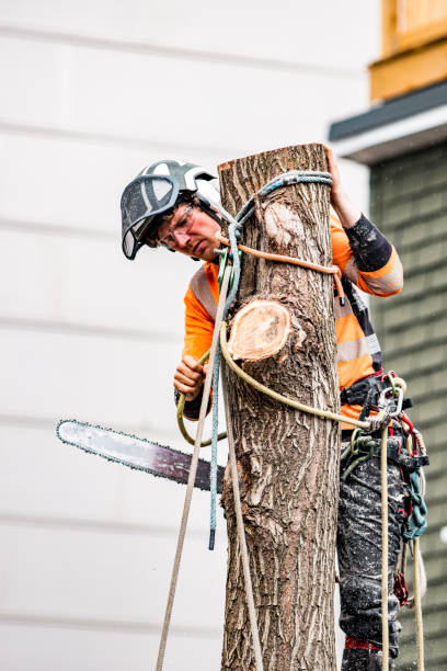 istock Young man climbing and cutting the tree in urban back yard 1485160936