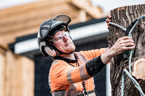 istock Young man climbing and cutting the tree in urban back yard 1485160984