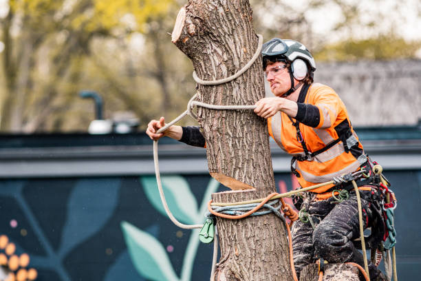 istock Young man climbing and cutting the tree in urban back yard 1485161207