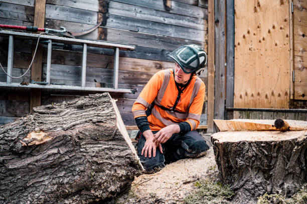 istock Young man  cutting the tree in urban back yard 1485162688