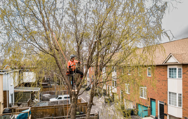 istock Young man climbing and cutting the tree in urban back yard 1485162778