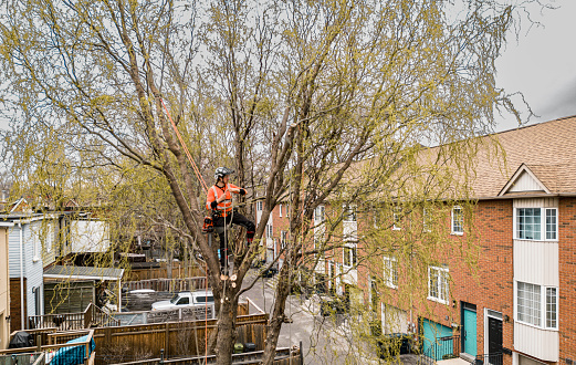 Young man climbing and cutting the tree in urban back yard. He is dressed in casual clothes and wearing full protection and climbing gear. Urban back alley back yard during the day in the spring. View from the drone point of view.