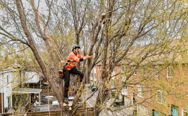istock Young man climbing and cutting the tree in urban back yard 1485162794