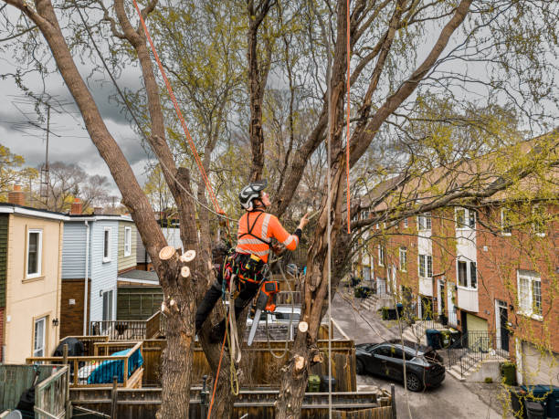 istock Young man climbing and cutting the tree in urban back yard 1485162928