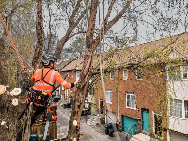 istock Young man climbing and cutting the tree in urban back yard 1485162944