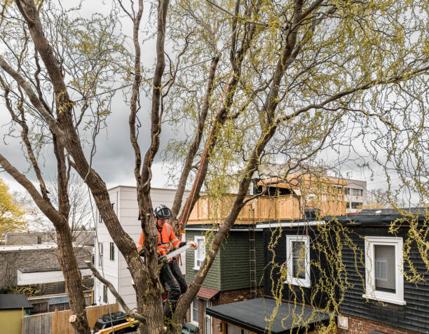 istock Young man climbing and cutting the tree in urban back yard 1485163047