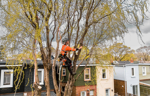 istock Young man climbing and cutting the tree in urban back yard 1485163052