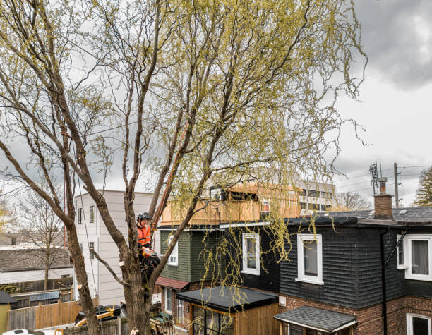 istock Young man climbing and cutting the tree in urban back yard 1485163074